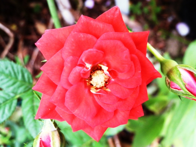 バラ赤色 (2).JPG